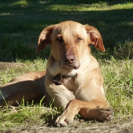 Le Gabachou Inn Montpezat-de-Quercy
