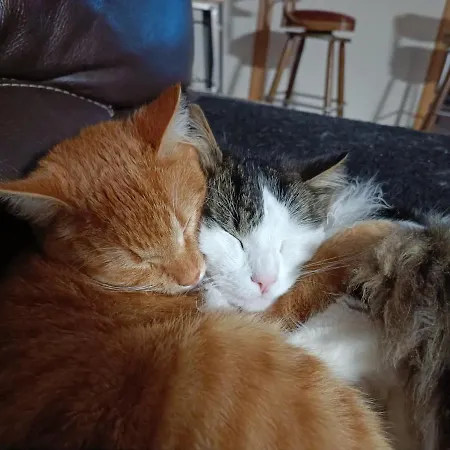 Le Gabachou * Montpezat-de-Quercy