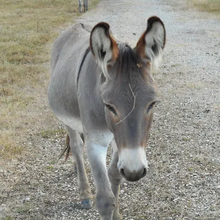 Le Gabachou * Montpezat-de-Quercy