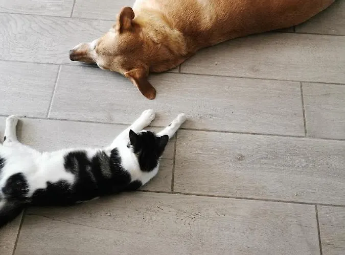 Värdshus Le Gabachou Montpezat-de-Quercy